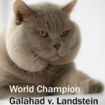 World Champion Galahad v. Landstein