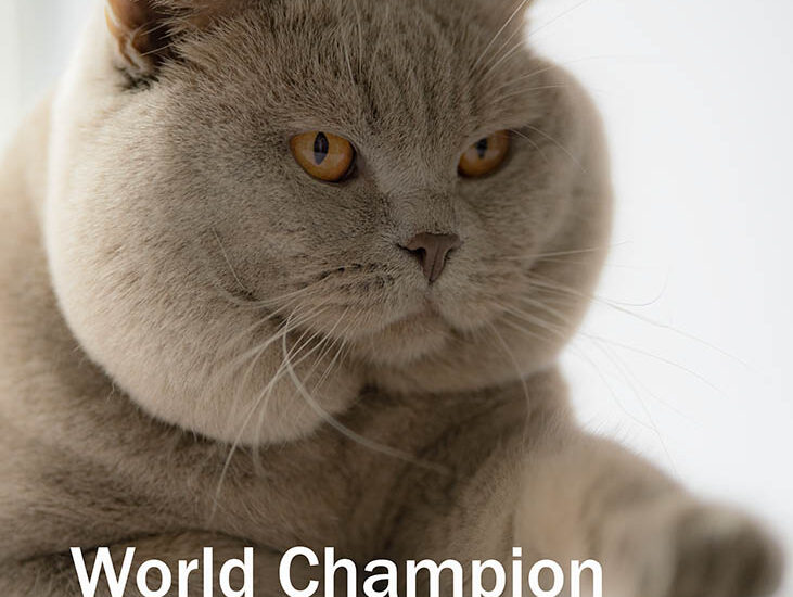 World Champion Galahad v. Landstein