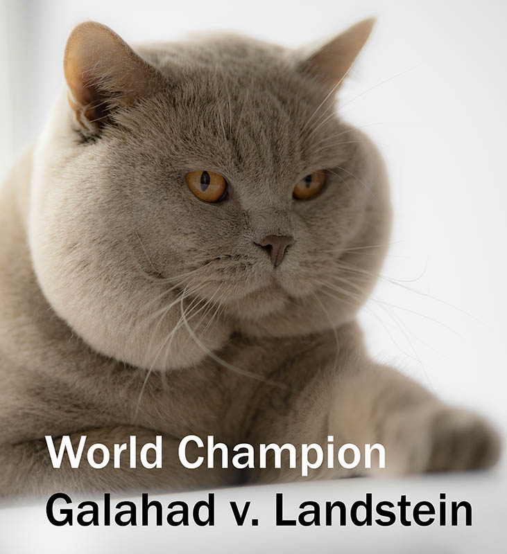 World Champion Galahad v. Landstein