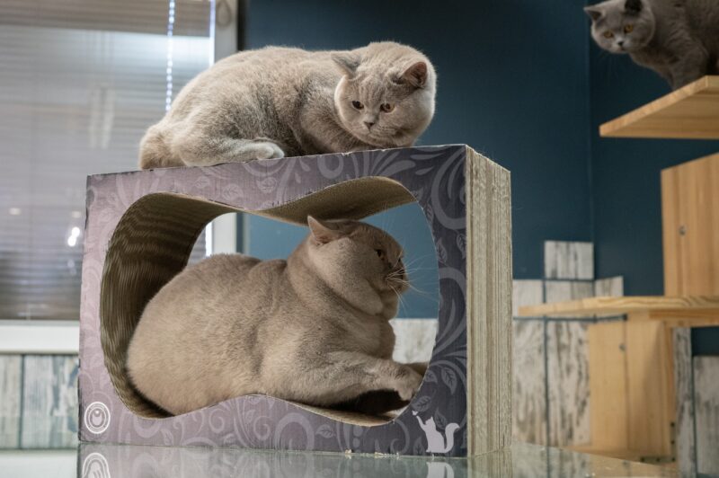Британска котка