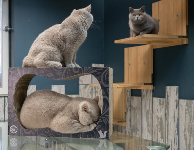 Британска котка