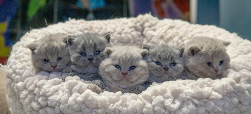 British Kittens