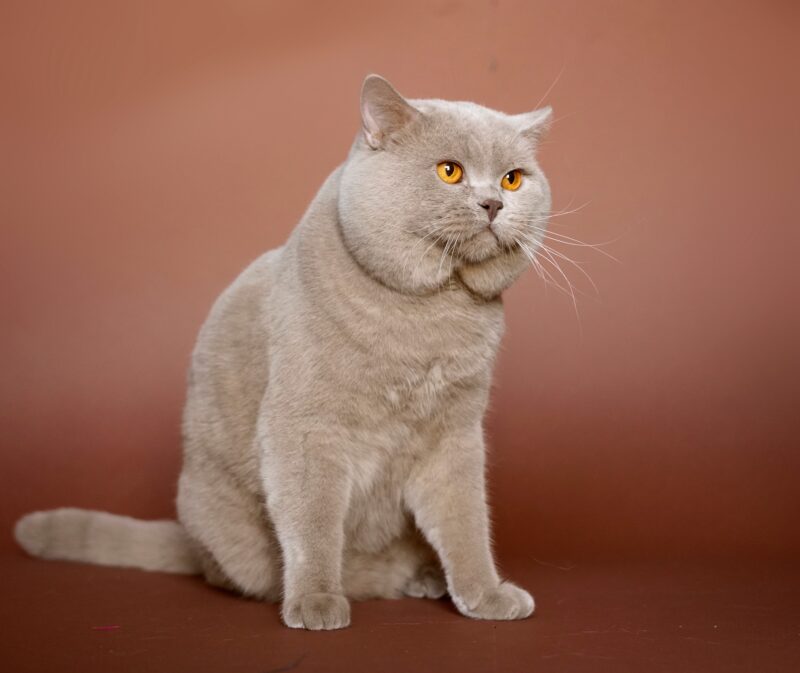 Британска котка Galahat