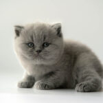 small British kitten