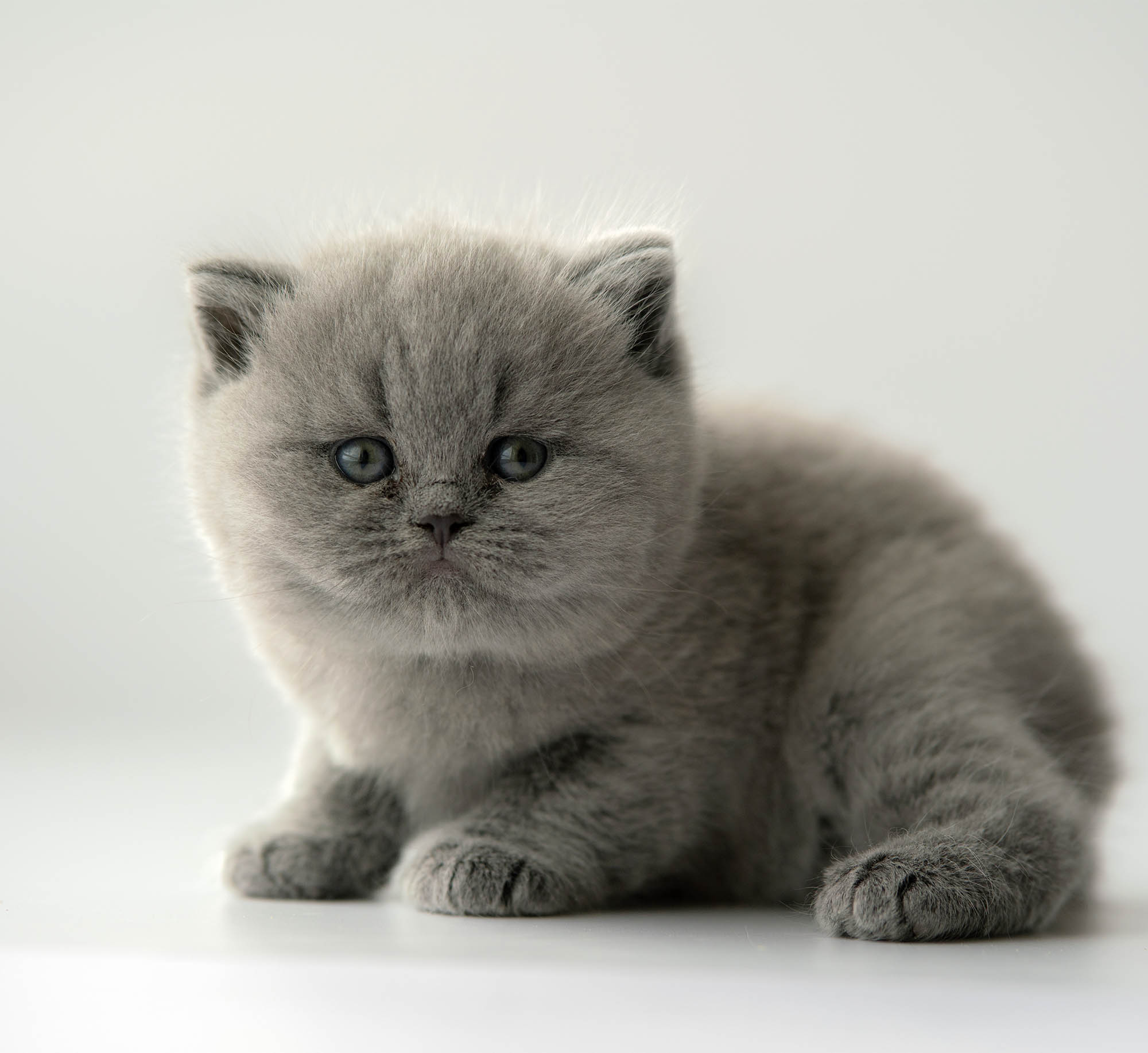 small British kitten